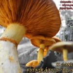 colegio manuel peleteiro