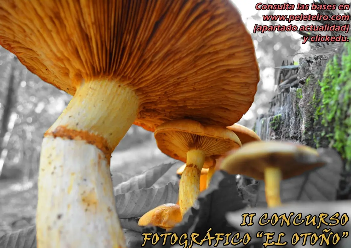 colegio manuel peleteiro